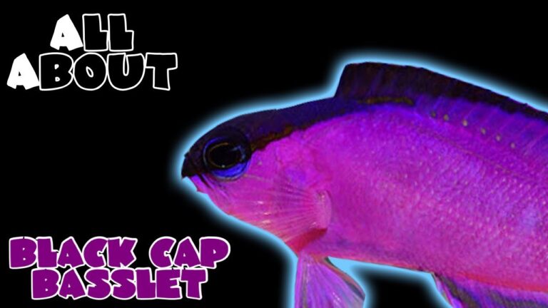 Black Cap Basslets in Your Saltwater Aquarium: A Complete Care Guide and Profile