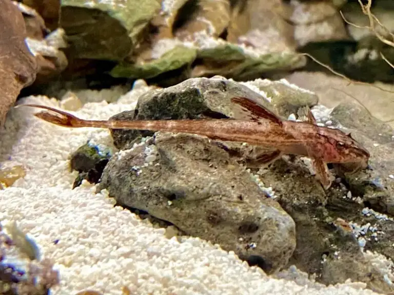 Exotic Elegance in Your Freshwater Tank: The Red Lizard Whiptail Catfish
