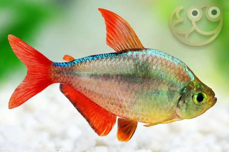 The Allure of Colombian Redfin Tetras: A Complete Care Guide for Freshwater Fish Keepers