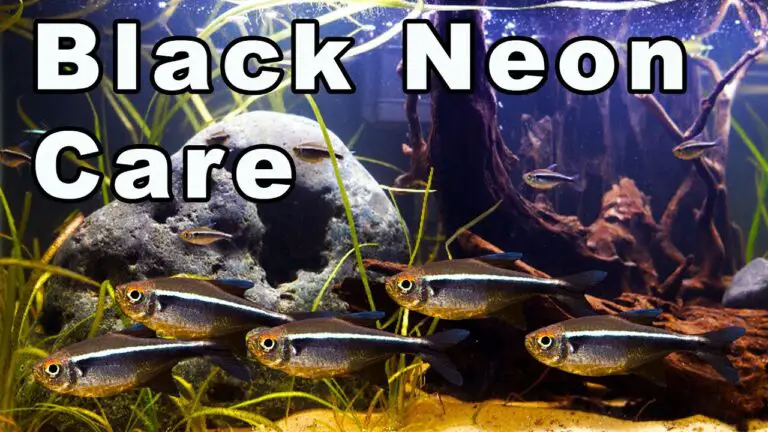The Ultimate Guide to Keeping Black Neon Tetras in Your Freshwater Aquarium