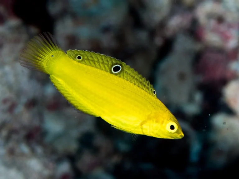 The Ultimate Guide to Yellow Coris Wrasse: Your Colorful Saltwater Companion