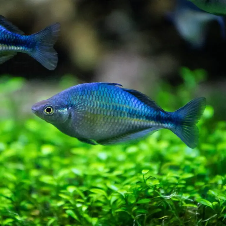 Turquoise Rainbowfish: Your Complete Freshwater Gem Guide